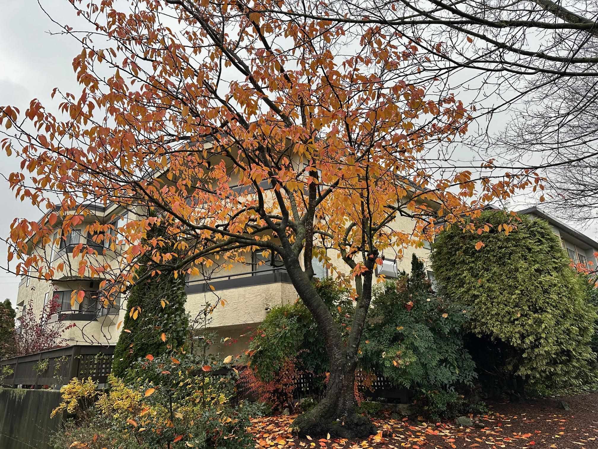 301 8645 OSLER STREET, Vancouver, British Columbia V6P4E6 For Sale